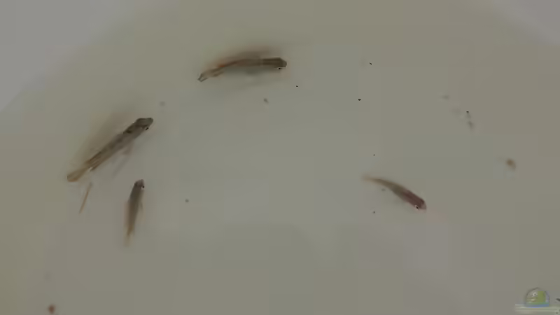 Besatz im Aquarium Namenlos II von Fichte (64)