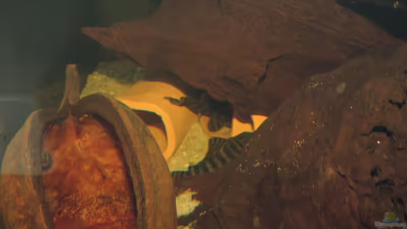 Besatz im Aquarium Namenlos II von Fichte (65)