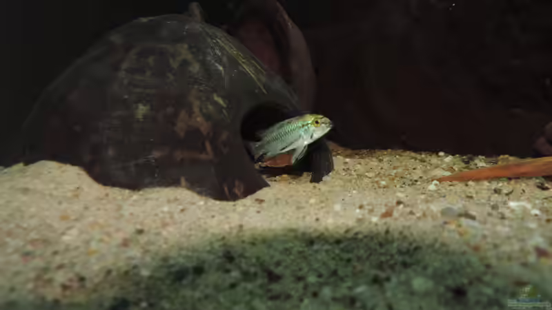 Besatz im Aquarium Namenlos II von Fichte (66)