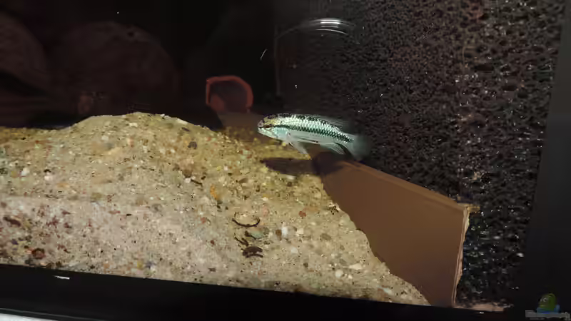 Besatz im Aquarium Namenlos II von Fichte (67)