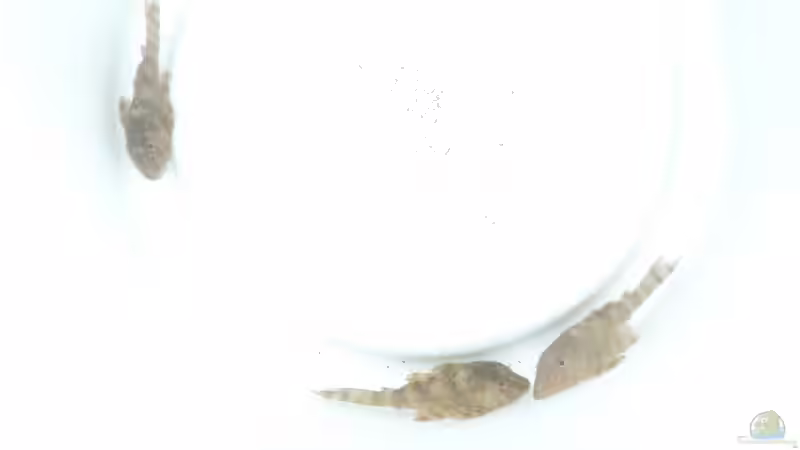 Besatz im Aquarium Namenlos II von Fichte (68)