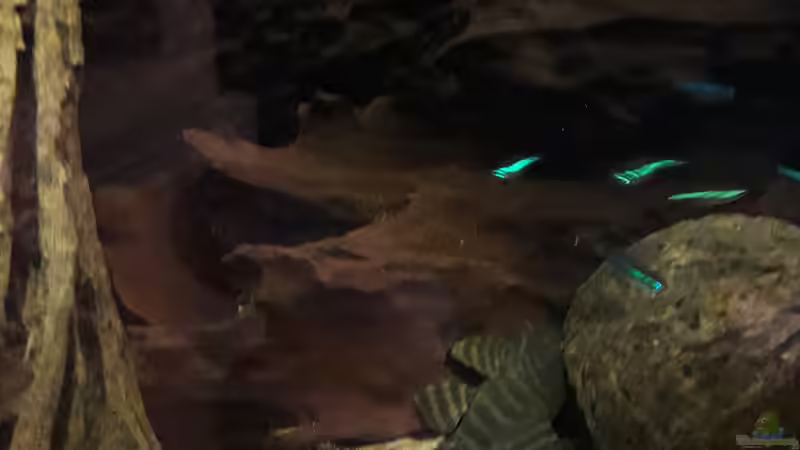 Besatz im Aquarium Namenlos II von Fichte (71)