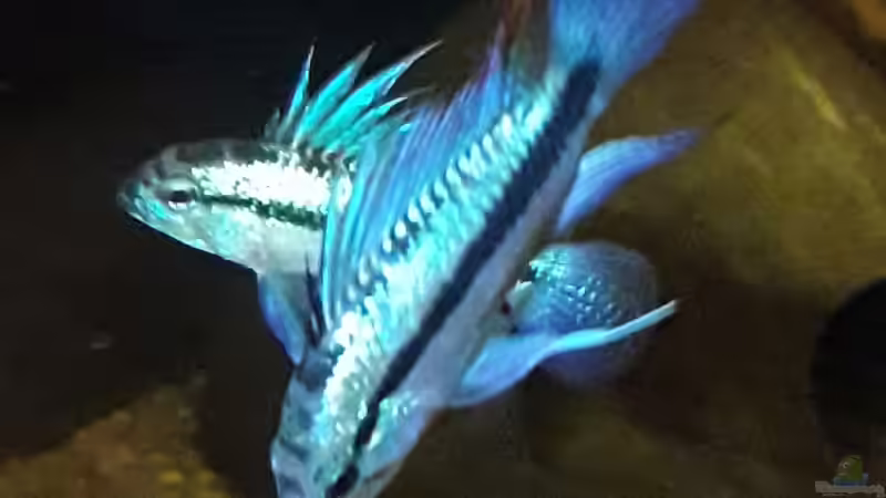 Besatz im Aquarium Namenlos II von Fichte (72)