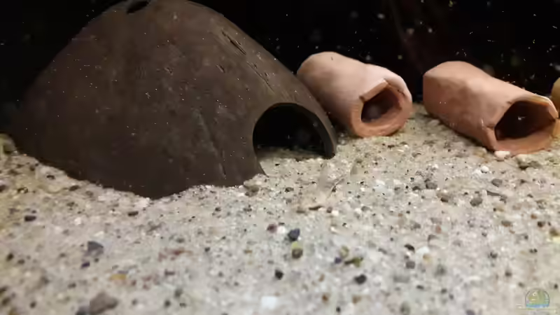 Besatz im Aquarium Namenlos II von Fichte (73)