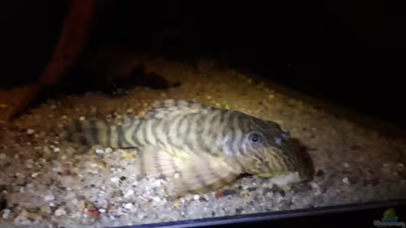 Besatz im Aquarium Namenlos II von Fichte (74)