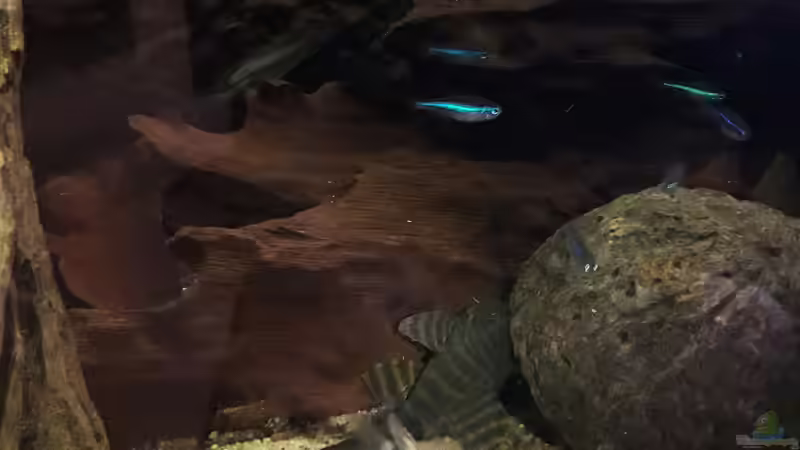 Besatz im Aquarium Namenlos II von Fichte (75)