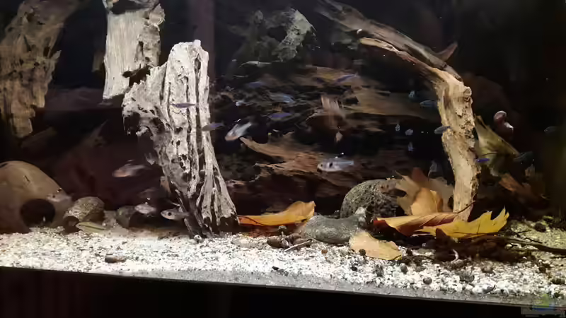 Besatz im Aquarium Namenlos II von Fichte (76)