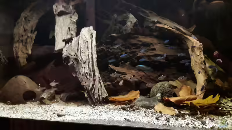 Besatz im Aquarium Namenlos II von Fichte (78)