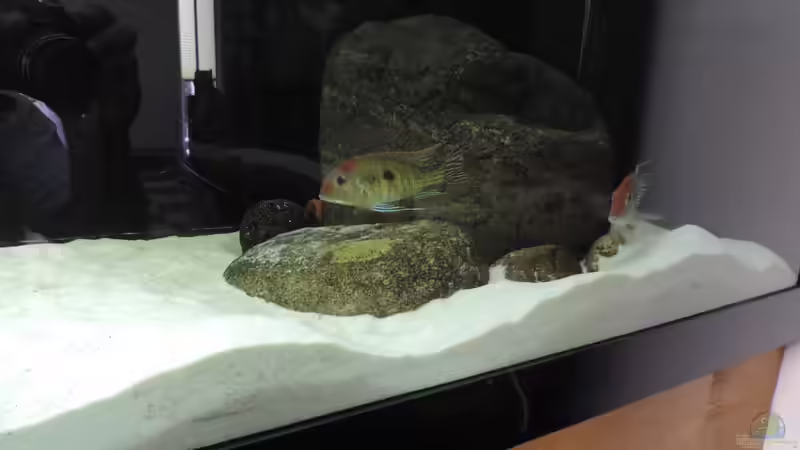 Besatz im Aquarium Namenlos von Fichte (100)