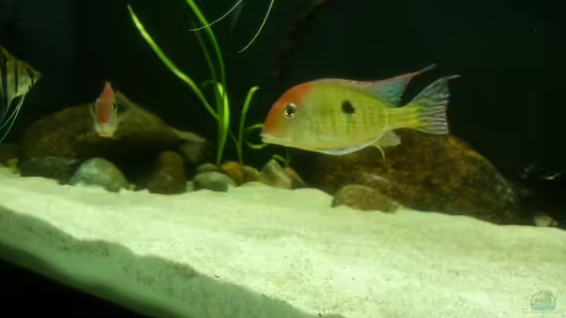 Besatz im Aquarium Namenlos von Fichte (101)