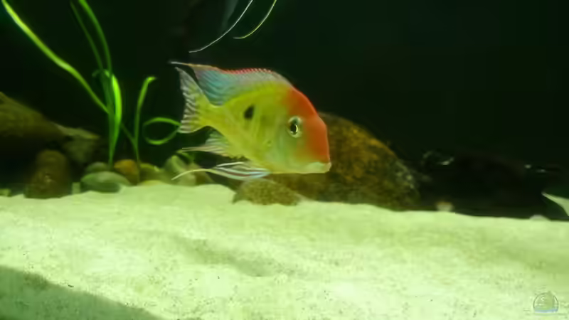 Besatz im Aquarium Namenlos von Fichte (102)