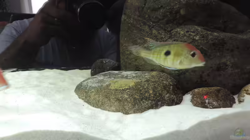 Besatz im Aquarium Namenlos von Fichte (103)