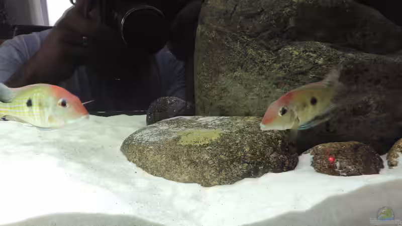 Besatz im Aquarium Namenlos von Fichte (104)