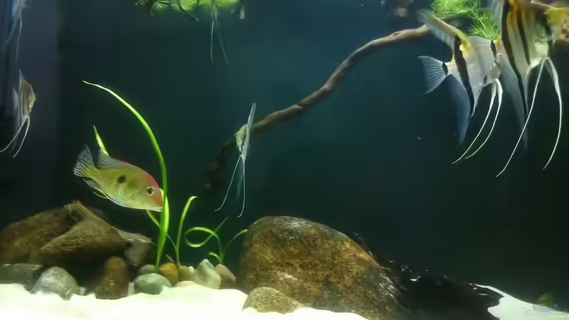 Besatz im Aquarium Namenlos von Fichte (105)