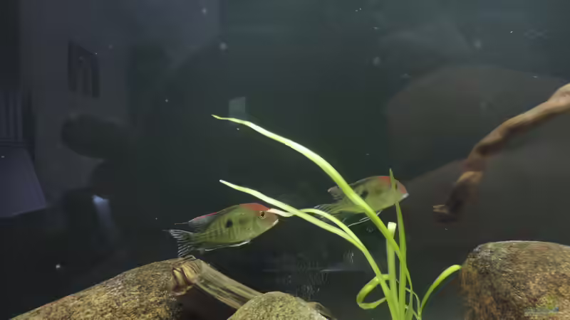 Besatz im Aquarium Namenlos von Fichte (106)