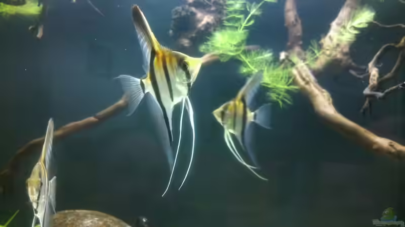 Besatz im Aquarium Namenlos von Fichte (107)