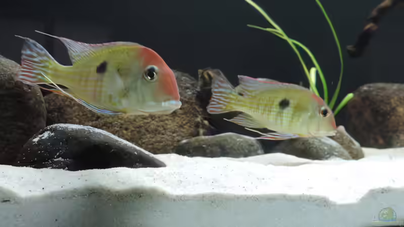 Besatz im Aquarium Namenlos von Fichte (110)