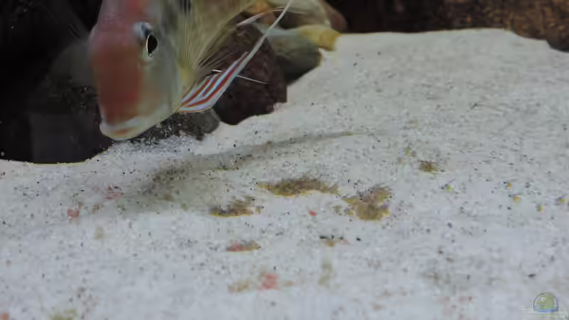 Besatz im Aquarium Namenlos von Fichte (111)