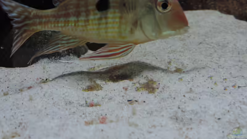 Besatz im Aquarium Namenlos von Fichte (112)