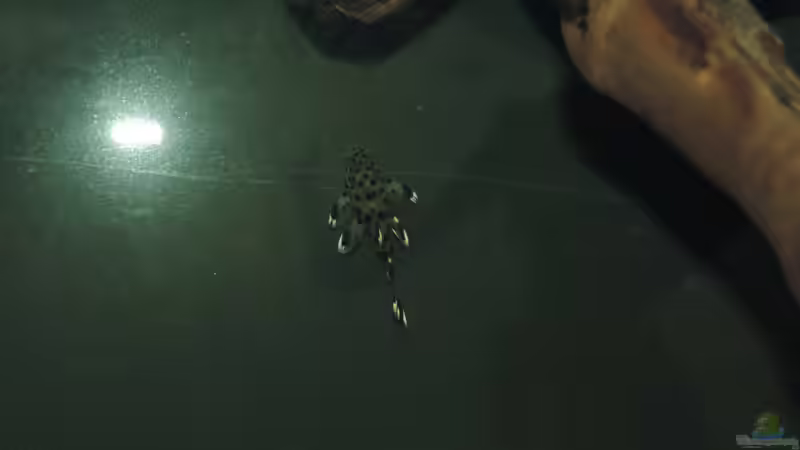 Besatz im Aquarium Namenlos von Fichte (113)