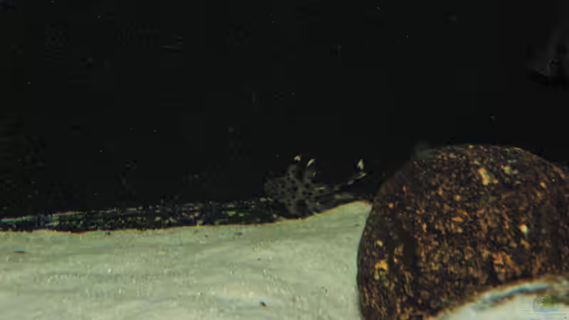 Besatz im Aquarium Namenlos von Fichte (114)