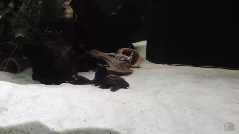 Besatz im Aquarium Namenlos von Fichte (115)