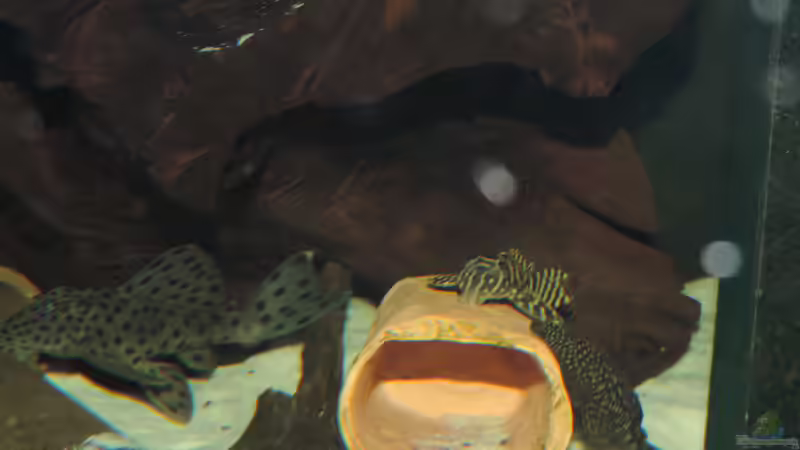 Besatz im Aquarium Namenlos von Fichte (117)