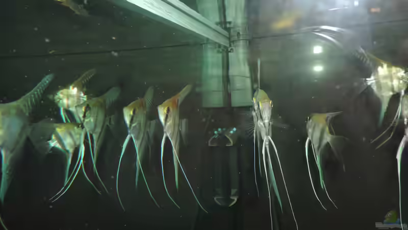 Besatz im Aquarium Namenlos von Fichte (118)