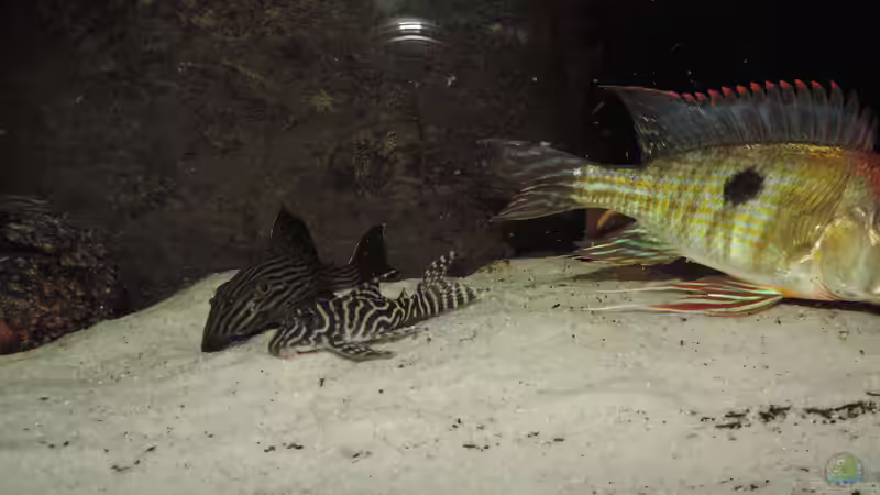 Besatz im Aquarium Namenlos von Fichte (120)