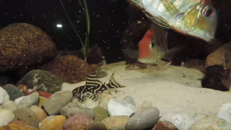 Besatz im Aquarium Namenlos von Fichte (121)