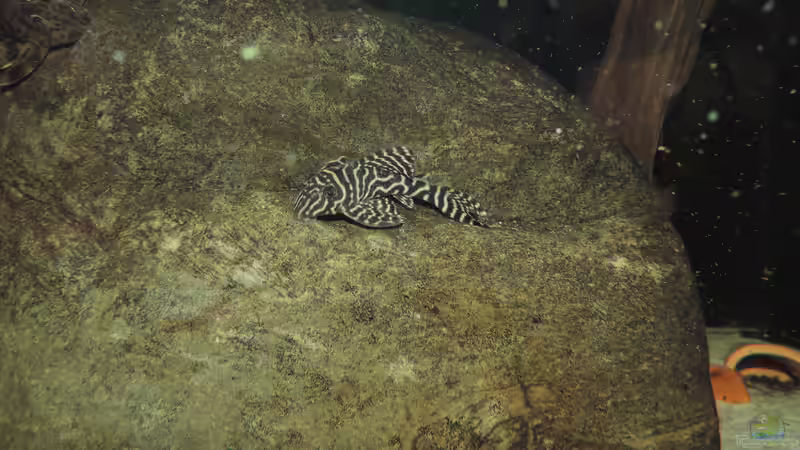 Besatz im Aquarium Namenlos von Fichte (124)