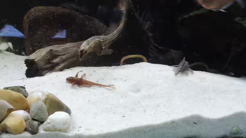 Besatz im Aquarium Namenlos von Fichte (125)