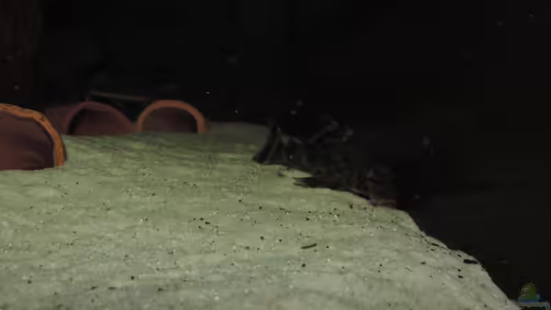 Besatz im Aquarium Namenlos von Fichte (126)