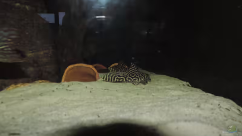 Besatz im Aquarium Namenlos von Fichte (127)