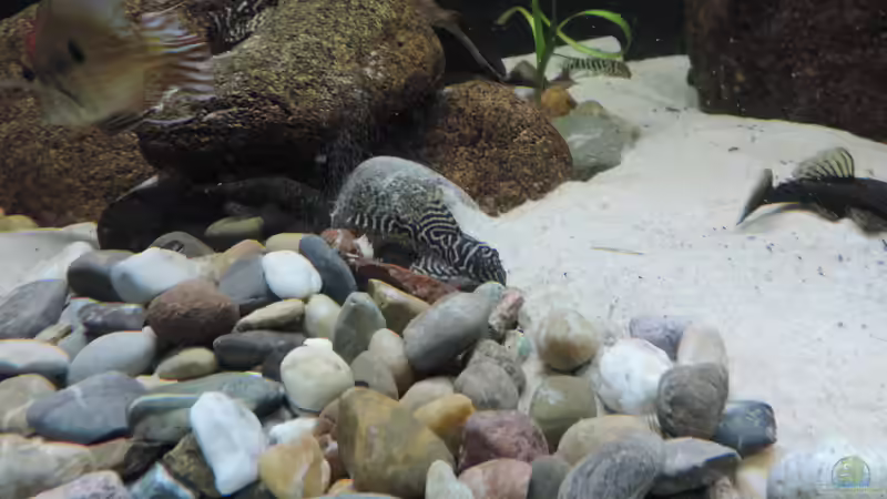 Besatz im Aquarium Namenlos von Fichte (128)