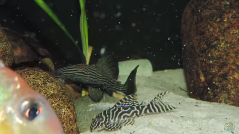 Besatz im Aquarium Namenlos von Fichte (130)