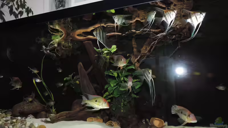 Besatz im Aquarium Namenlos von Fichte (131)