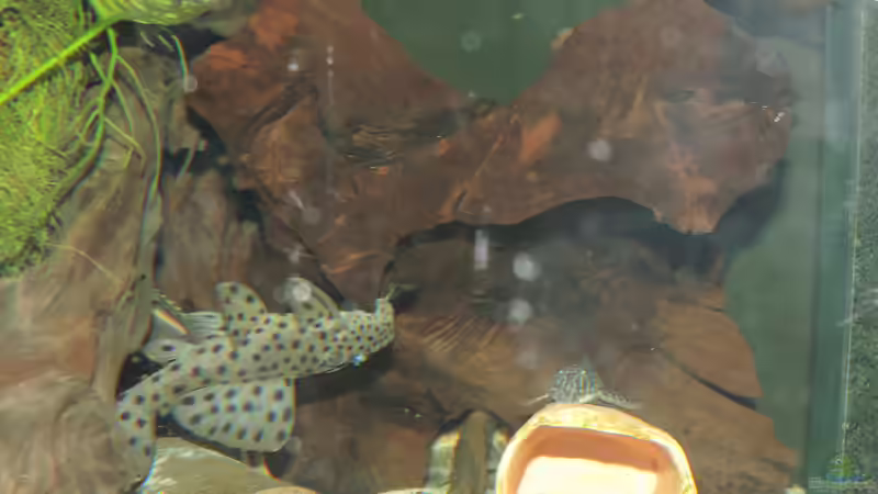 Besatz im Aquarium Namenlos von Fichte (133)