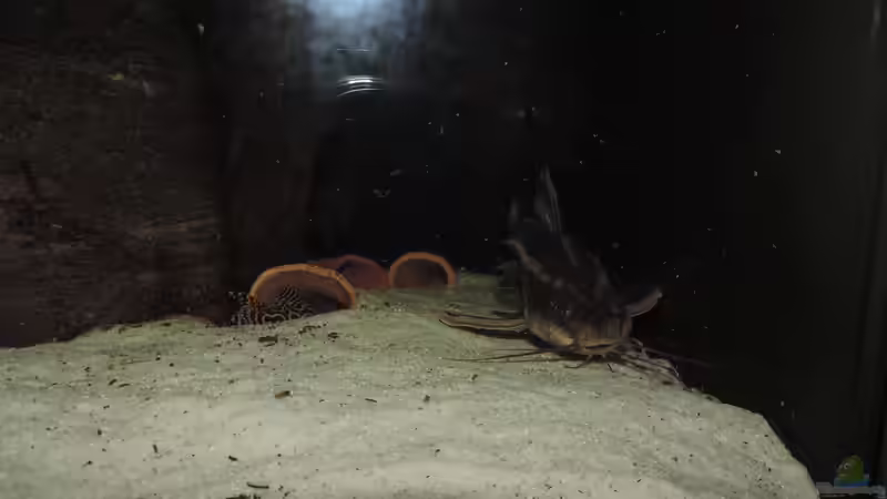 Besatz im Aquarium Namenlos von Fichte (134)