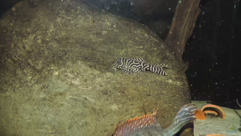 Besatz im Aquarium Namenlos von Fichte (135)