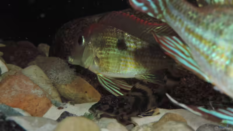 Besatz im Aquarium Namenlos von Fichte (139)