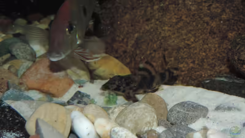 Besatz im Aquarium Namenlos von Fichte (142)