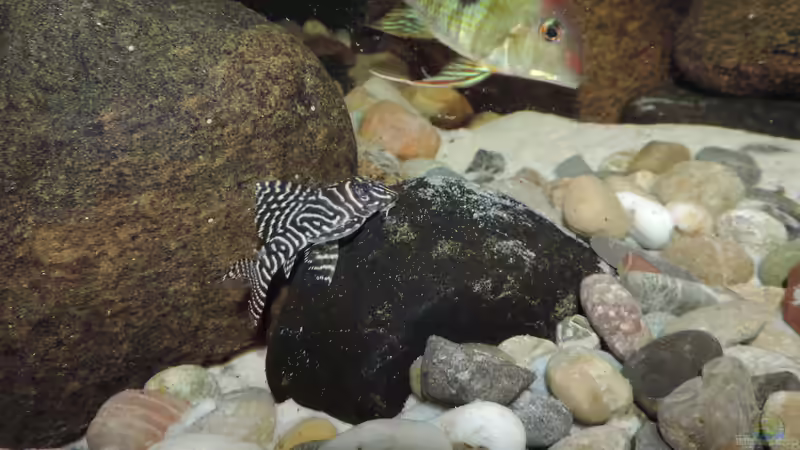 Besatz im Aquarium Namenlos von Fichte (144)