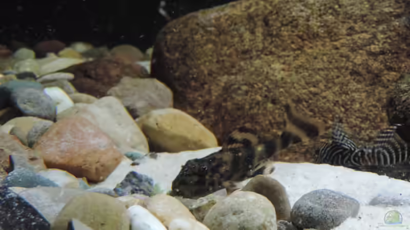 Besatz im Aquarium Namenlos von Fichte (145)