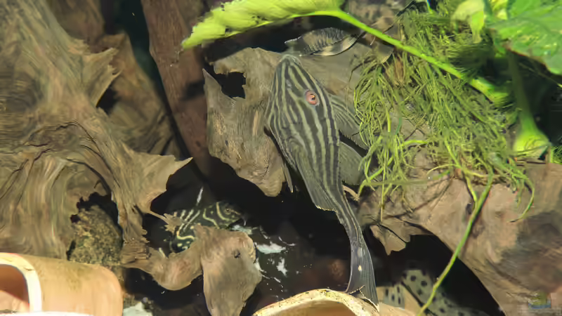 Besatz im Aquarium Namenlos von Fichte (146)