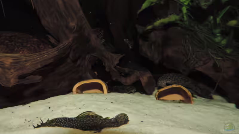 Besatz im Aquarium Namenlos von Fichte (147)