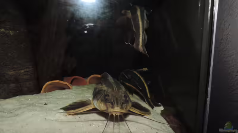 Besatz im Aquarium Namenlos von Fichte (149)