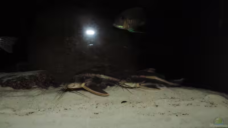 Besatz im Aquarium Namenlos von Fichte (151)