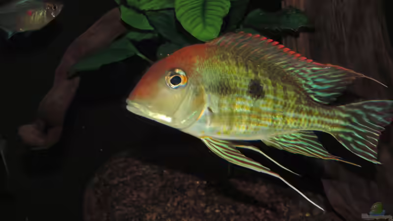 Besatz im Aquarium Namenlos von Fichte (152)