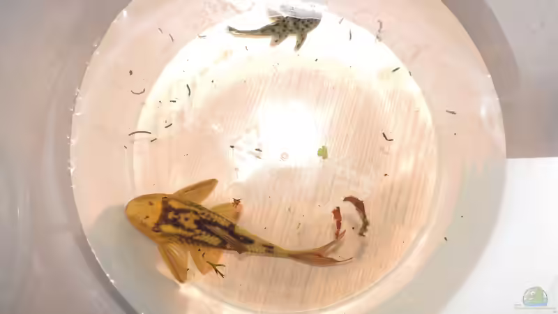 Besatz im Aquarium Namenlos von Fichte (153)